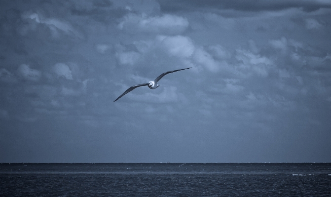 Sea coast ocean bird Photo