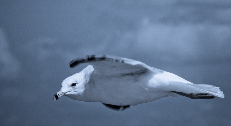 Bird wing sky white