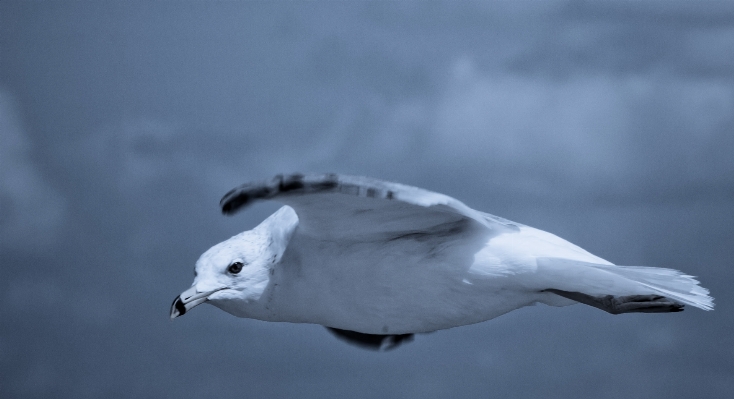 Bird wing sky white Photo