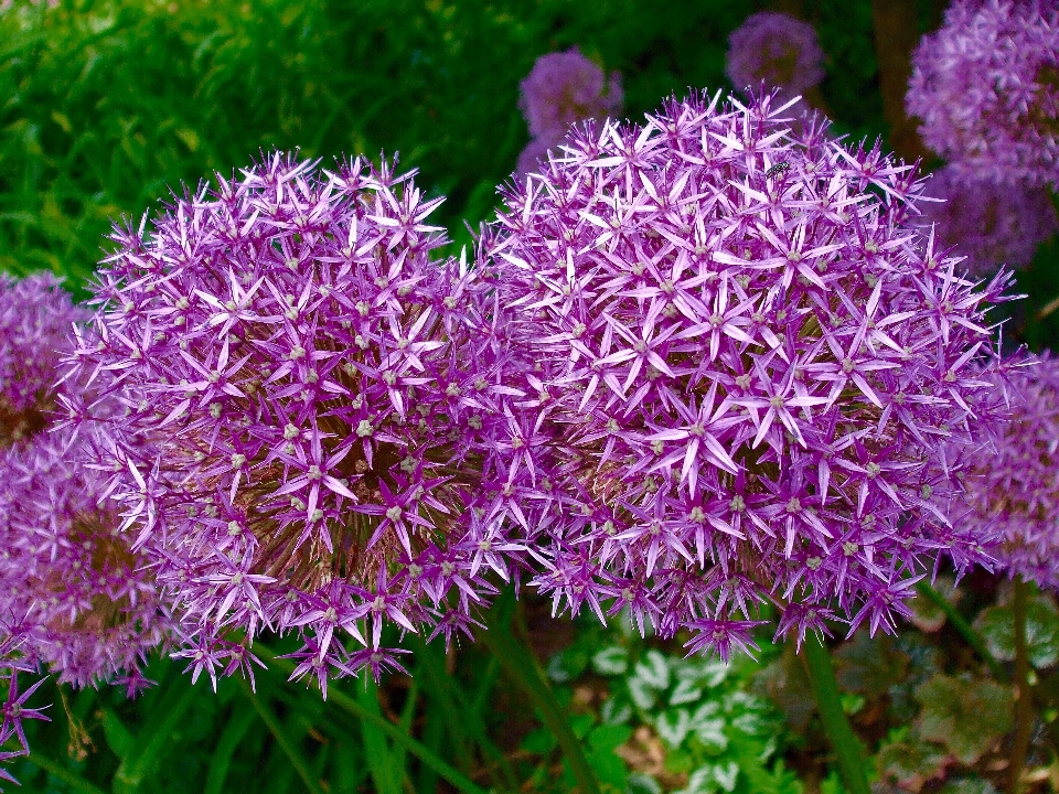 Zakład kwiat botanika
 flora