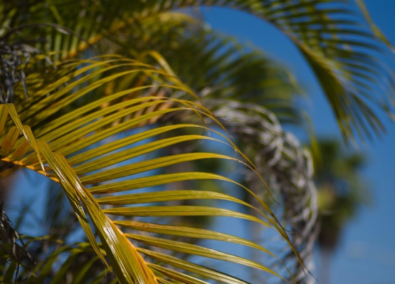 Tree nature grass branch Photo