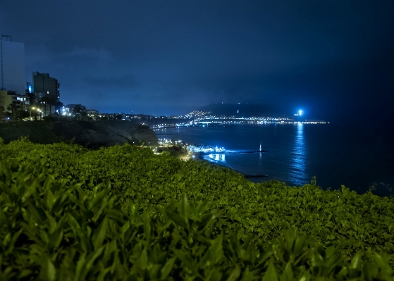 景观 海 海岸 草 照片