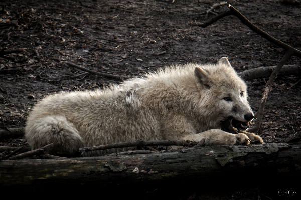 White animal wildlife zoo Photo