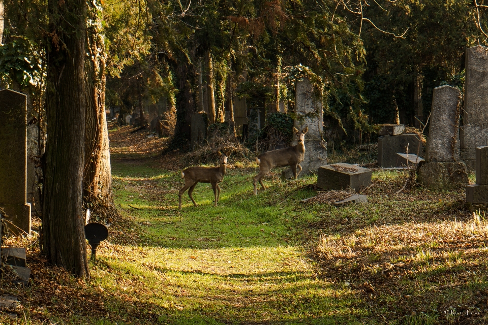 Tree forest outdoor animal