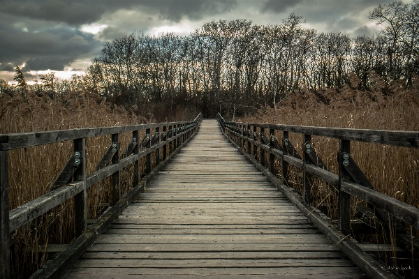 Foto Natura legna traccia ponte