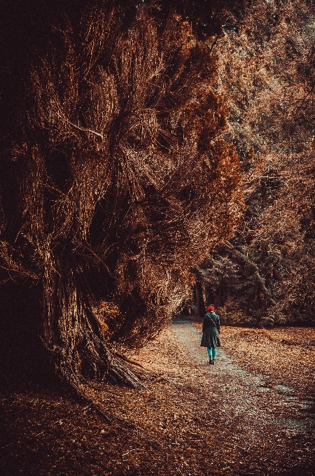 Tree nature forest outdoor