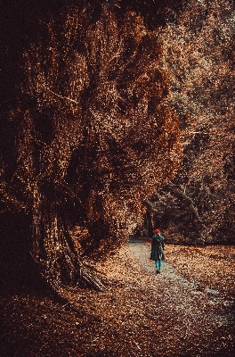 Tree nature forest outdoor Photo