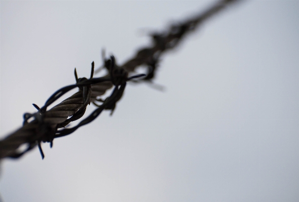 Branch fence barbed wire photography Photo