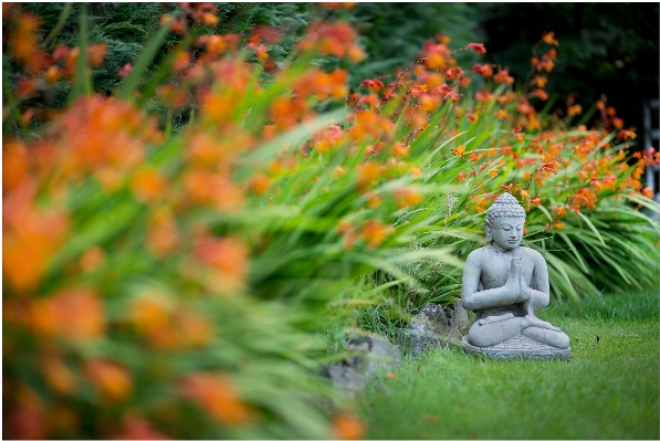 Grass bokeh plant lawn Photo