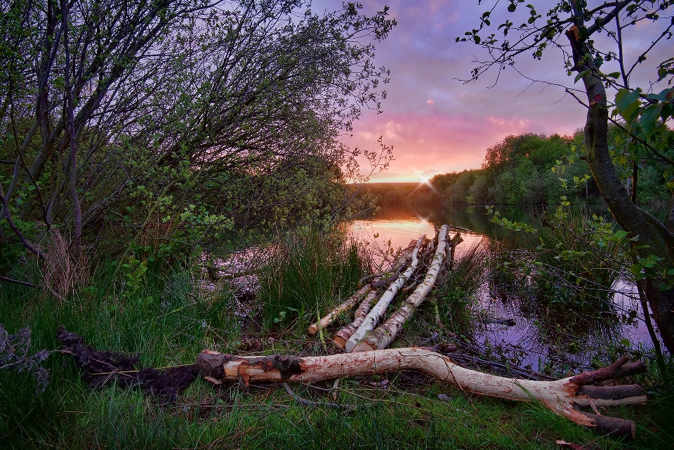 Landscape tree water nature