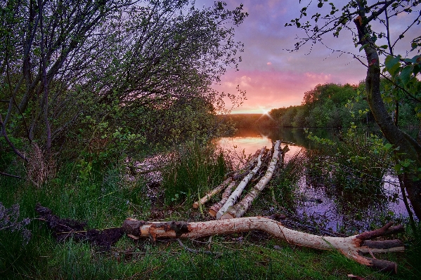 Landscape tree water nature Photo