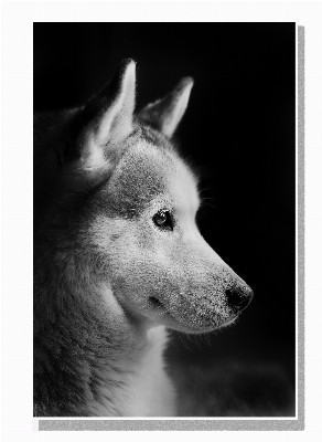 Foto Bianco e nero
 capelli casa cane