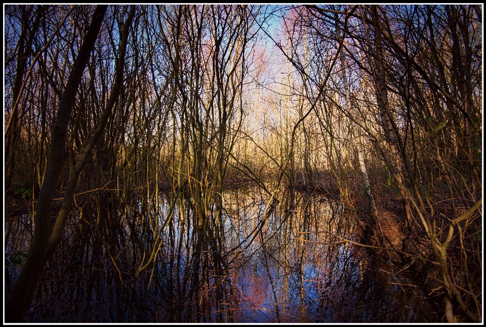 дерево вода природа лес