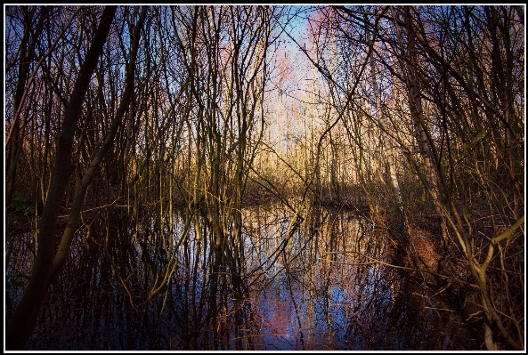 Tree water nature forest Photo