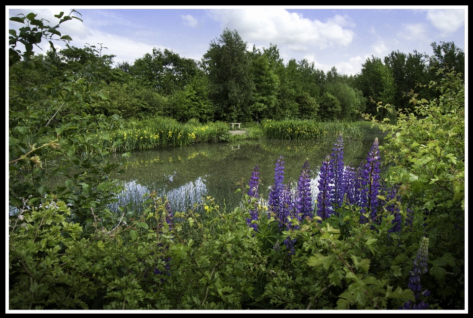 Nature forest swamp wilderness