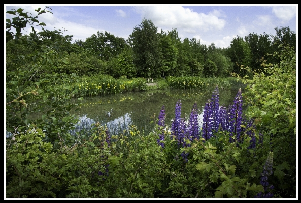 Nature forest swamp wilderness Photo