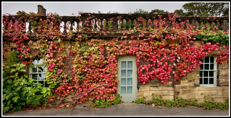 Landscape architecture plant flower Photo