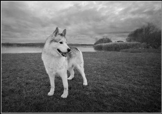 Photo Eau herbe noir et blanc
 ciel