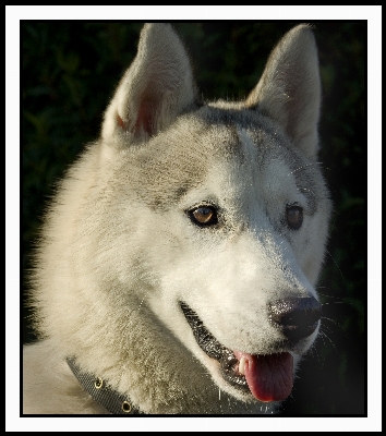 Dog mammal vertebrate breed Photo