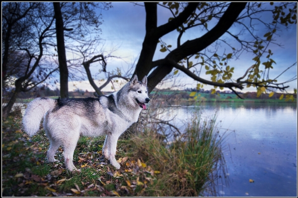 Tree water branch lake Photo