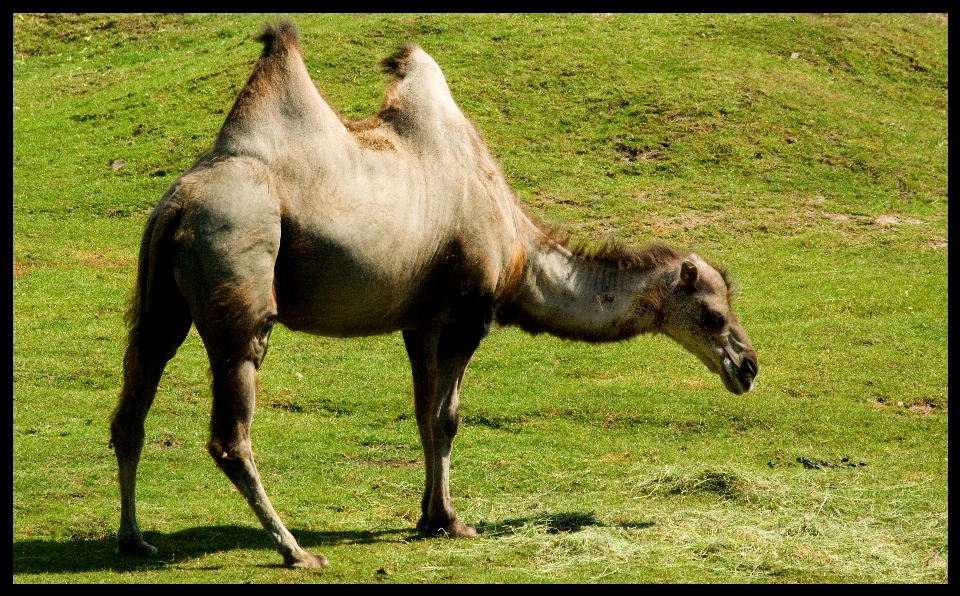 Animali selvatici zoo pascolo
 cavallo