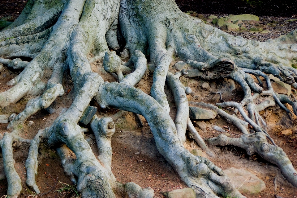 Tree nature rock branch