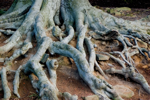 Tree nature rock branch Photo