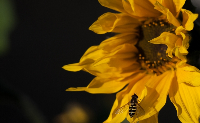 Nature blossom sharp bokeh Photo