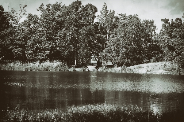 Landscape tree water nature Photo