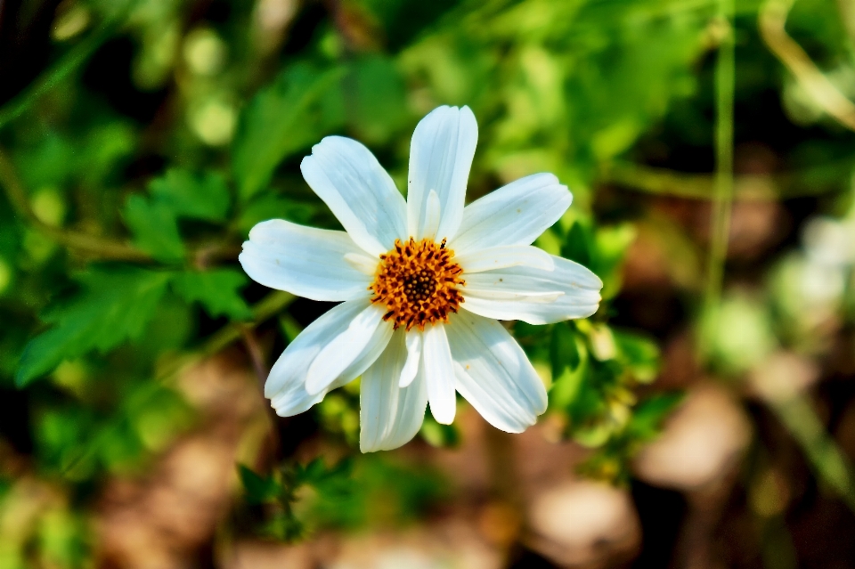 Natura fiore flora pianta