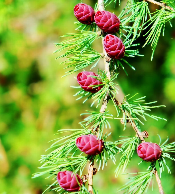 Baum zweig anlage blume