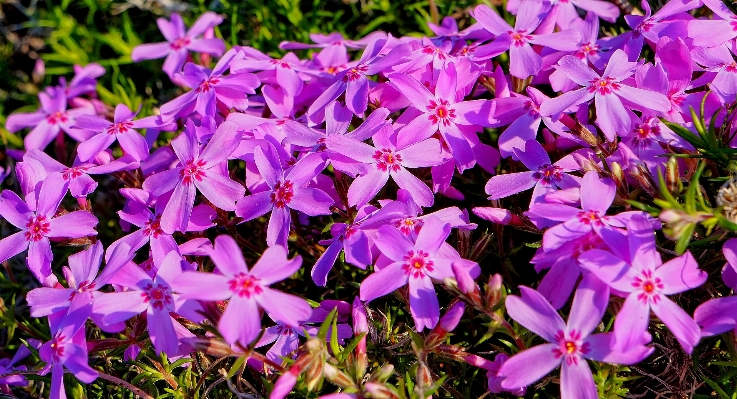 Blossom plant flower petal Photo