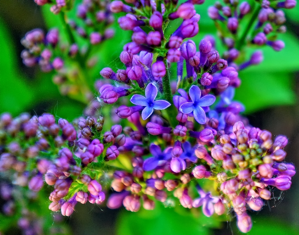 Natur blüte anlage blume