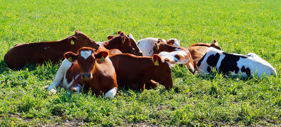 Grass field farm meadow