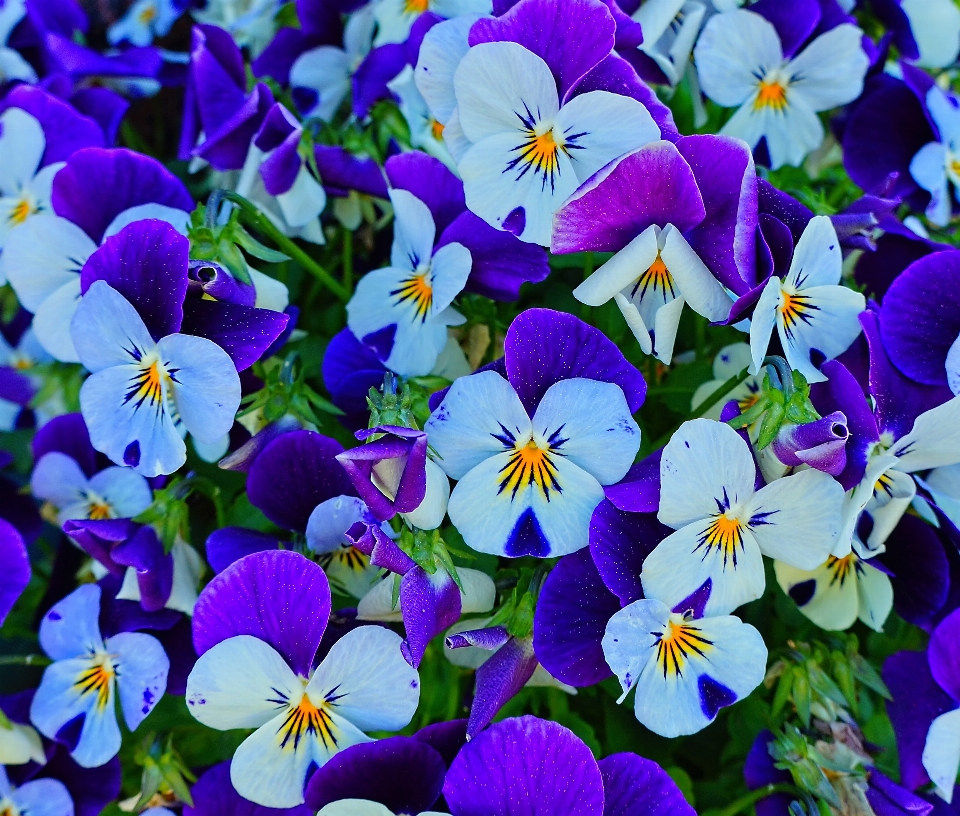 Naturaleza planta flor pétalo