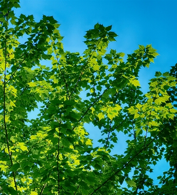 木 森 ブランチ ライト 写真