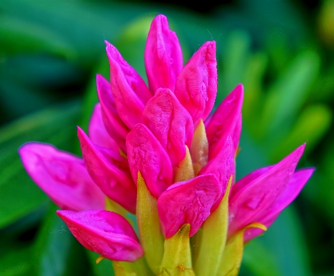 自然 花 植物 花弁 写真