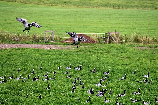 Grass field farm lawn Photo