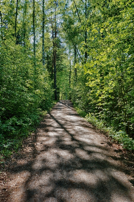 Drzewo natura las ścieżka