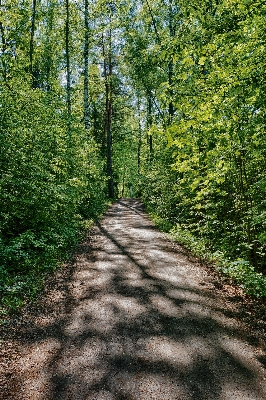 Tree nature forest path Photo