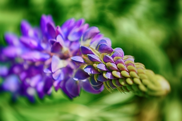 Natur blüte anlage fotografie Foto