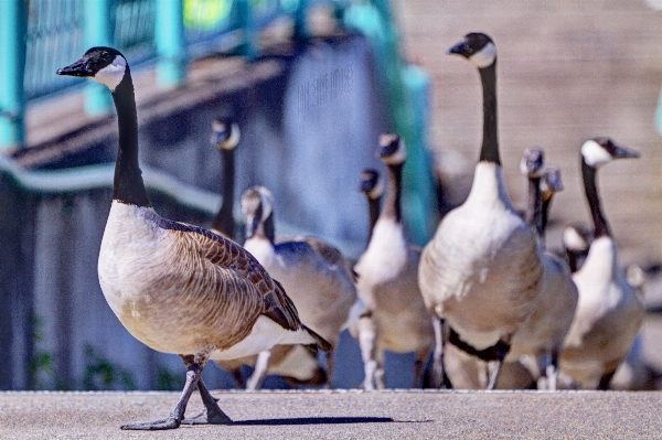 水 ウォーキング 鳥 カメラ 写真