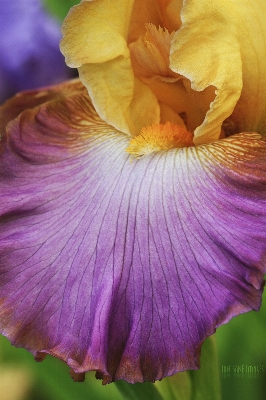 植物 カメラ 写真撮影 花 写真