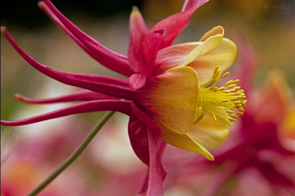 花 概要 植物 道 写真