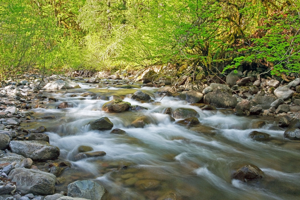 Landscape water nature forest