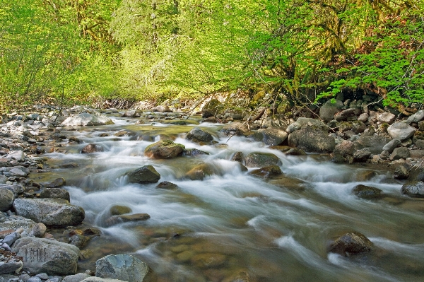 Landscape water nature forest Photo