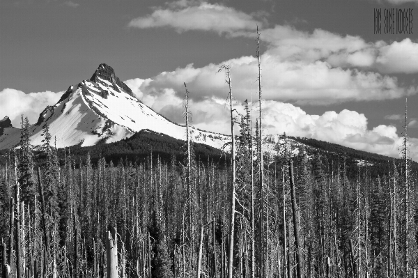 Landscape tree nature forest Photo