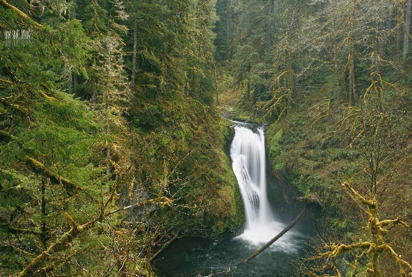 Tree nature forest waterfall Photo