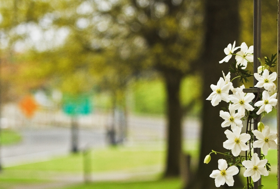 Baum zweig blüte bokeh
