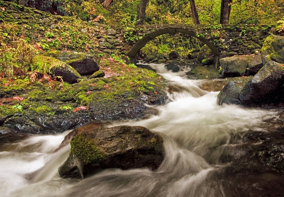 Landscape tree water nature Photo